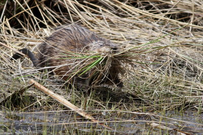 Muskrat