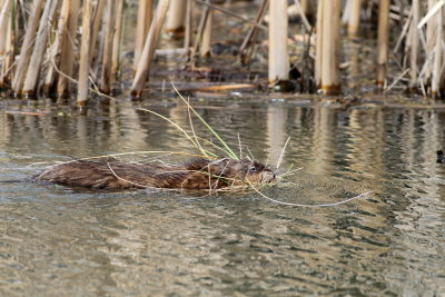 Muskrat