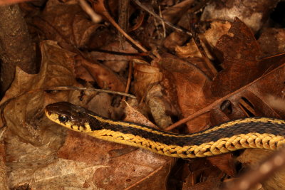 Eastern Garter Snake