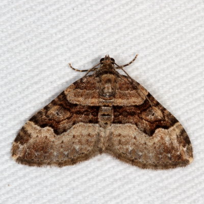 Hodges#7390 - Toothed Brown Carpet * Xanthorhoe lacustrata