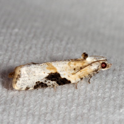 Hodges#3625 * Gray-banded Leafroller * Argyrotaenia mariana