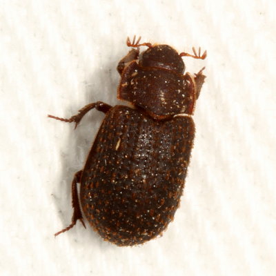 Trox aequalis