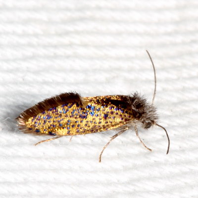 Hodges#0003 * Chinquapin Leaf-miner * Dyseriocrania griseocapitella