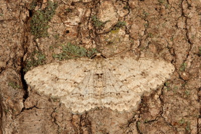 Hodges#6597 - Small Engrailed * Ectropis crepuscularis