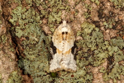 Hodges#3625 * Gray-banded Leafroller * Argyrotaenia mariana