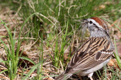 Chipping Sparrow