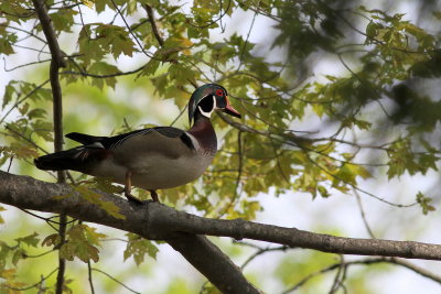 Wood Duck ♂
