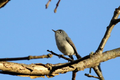Blue-gray Gnatcatcher