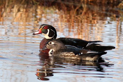 Wood Duck ♂ &  ♀