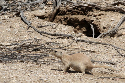 Round-tailed Ground Squirrel