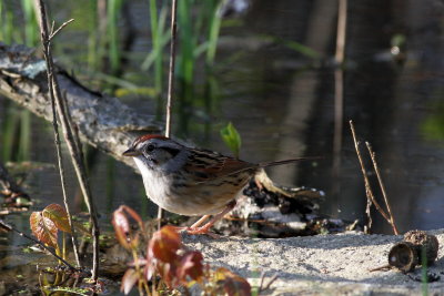 Swamp Sparrow