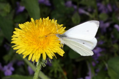 Cabbage White