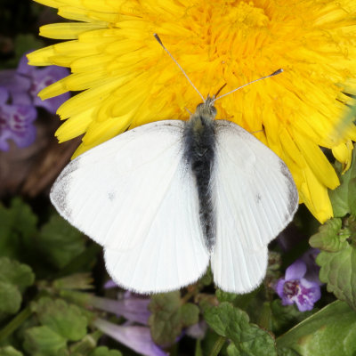 Cabbage White ♂