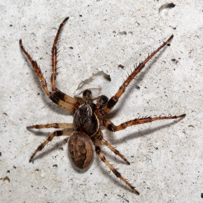 Larinioides cornutus
