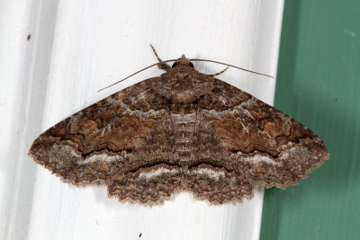 Complex Zale minerea