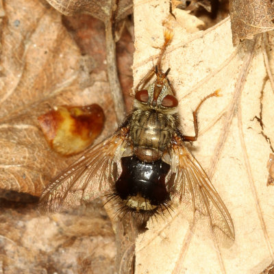 Subfamily Tachininae