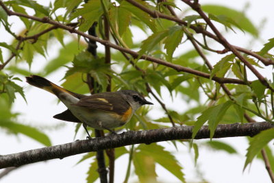 American Redstart ♀