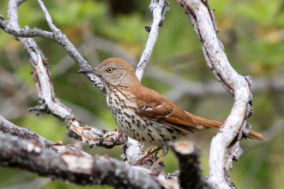 Brown Thrasher