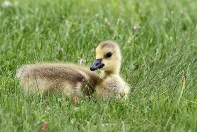 Canada Goose gosling