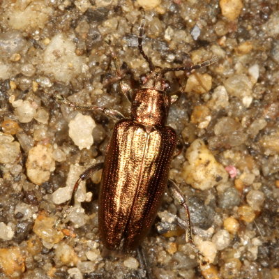 Genus Plateumaris