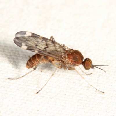 Anisopodidae : Wood Gnats