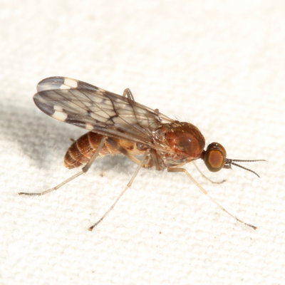 Sylvicola alternatus