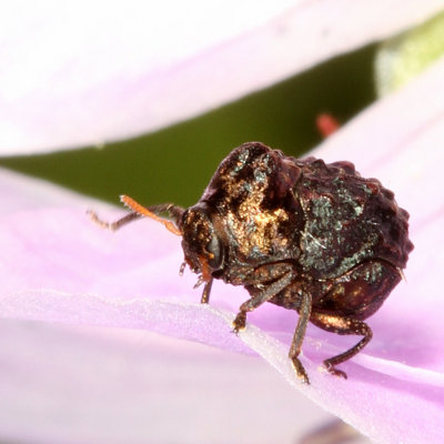 Tribe Fulcidacini * Warty Leaf Beetles