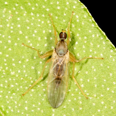 Hybotidae : Hybotid Dance Flies