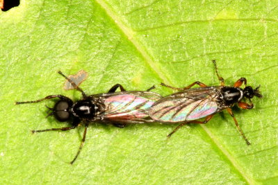 Bibio lanigerus ♂ & ♀