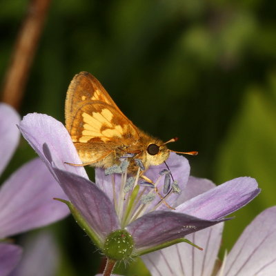 Peck's Skipper