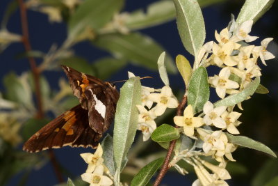 Silver-spotted Skipper