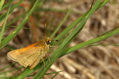 Tawny-edged Skipper