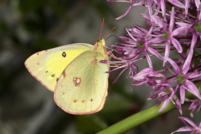 Clouded Sulphur