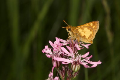 Peck's Skipper