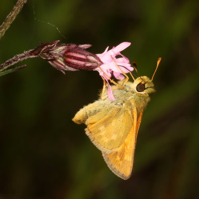 Indian Skipper
