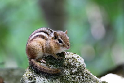 Eastern Chipmunk