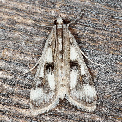 Hodges#4759 * Polymorphic Pondweed Moth * Parapoynx maculalis