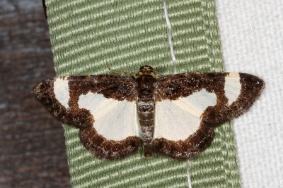 Hodges#6261 * Common Spring Moth * Heliomata cycladata