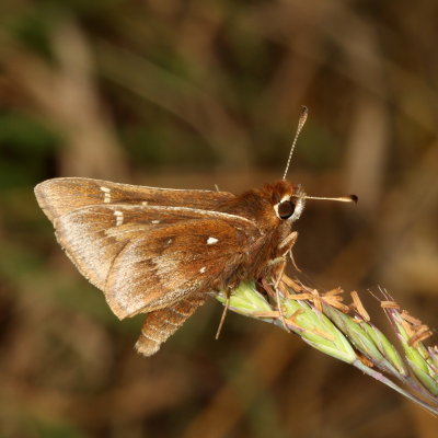 Dusted Skipper