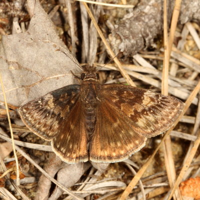 Juvenal's Duskywing