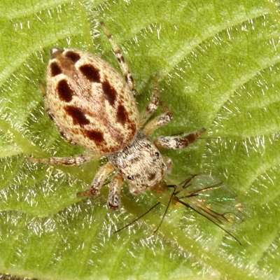 Genus Pelegrina ♀ 