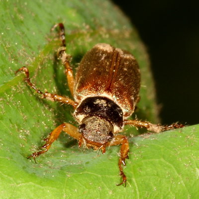 Dichelonyx elongatula