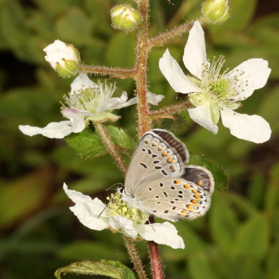 Karner Blue ♀