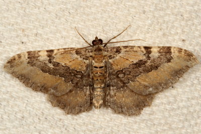 Hodges#7290 * Barberry Geometer * Rheumaptera meadii
