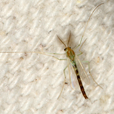 Chironomus subgenus Lobochironomus ♂