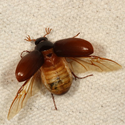 Phyllophaga Subgenus Phyllophaga