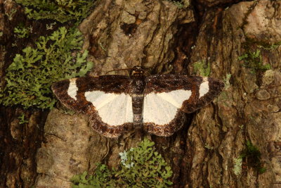 Hodges#6261 * Common Spring Moth * Heliomata cycladata