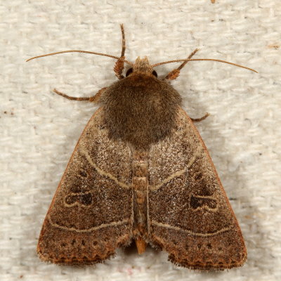 Hodges#10567 * Sheathed Quaker * Ulolonche culea