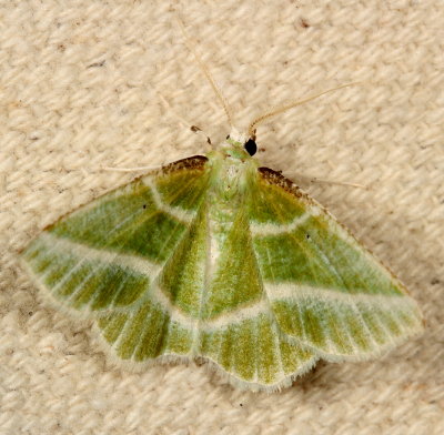 Hodges#7053 * Showy Emerald * Dichorda iridaria