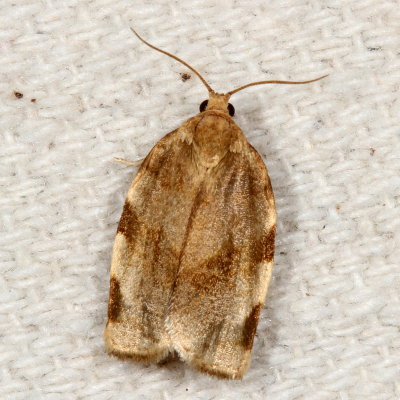 Hodges#3632 * Broken-banded Leafroller * Choristoneura fractivittana